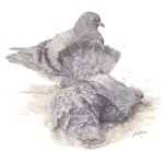Pigeons