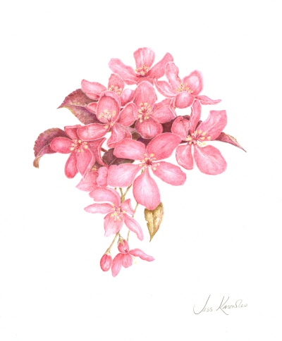 Cherry blossom, © 2010 Jess Knowles