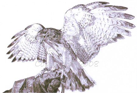 Red tailed hawk, © 2008 Jess Knowles
