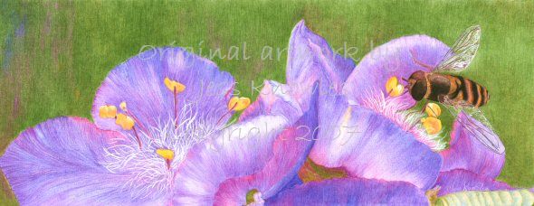Hoverfly on tradescantia flowers, mixed media (coloured pencil and acrylic ink) © 2007 Jess Knowles