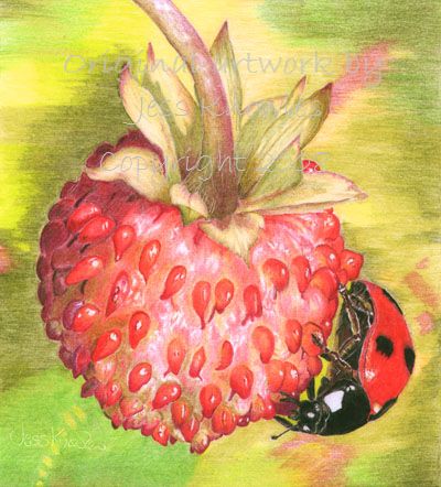 Ladybird and Alpine strawberry, © 2008 Jess Knowles