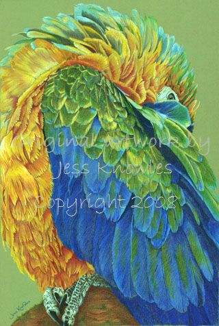 Macaw, © 2008 Jess Knowles