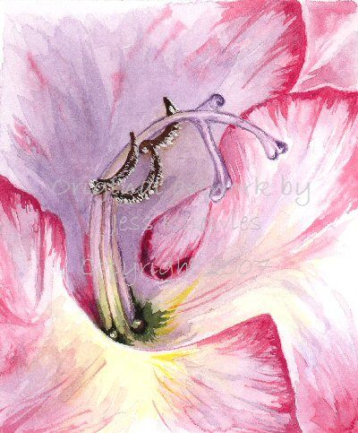 Pink Gladiolus, © 2007 Jess Knowles