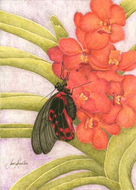 Scarlet Mormon butterfly (papilio rumanzovia)