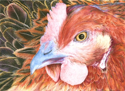 Sophie's hen, © 2009 Jess Knowles