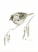Winter sparrow, © 2007 Jess Knowles